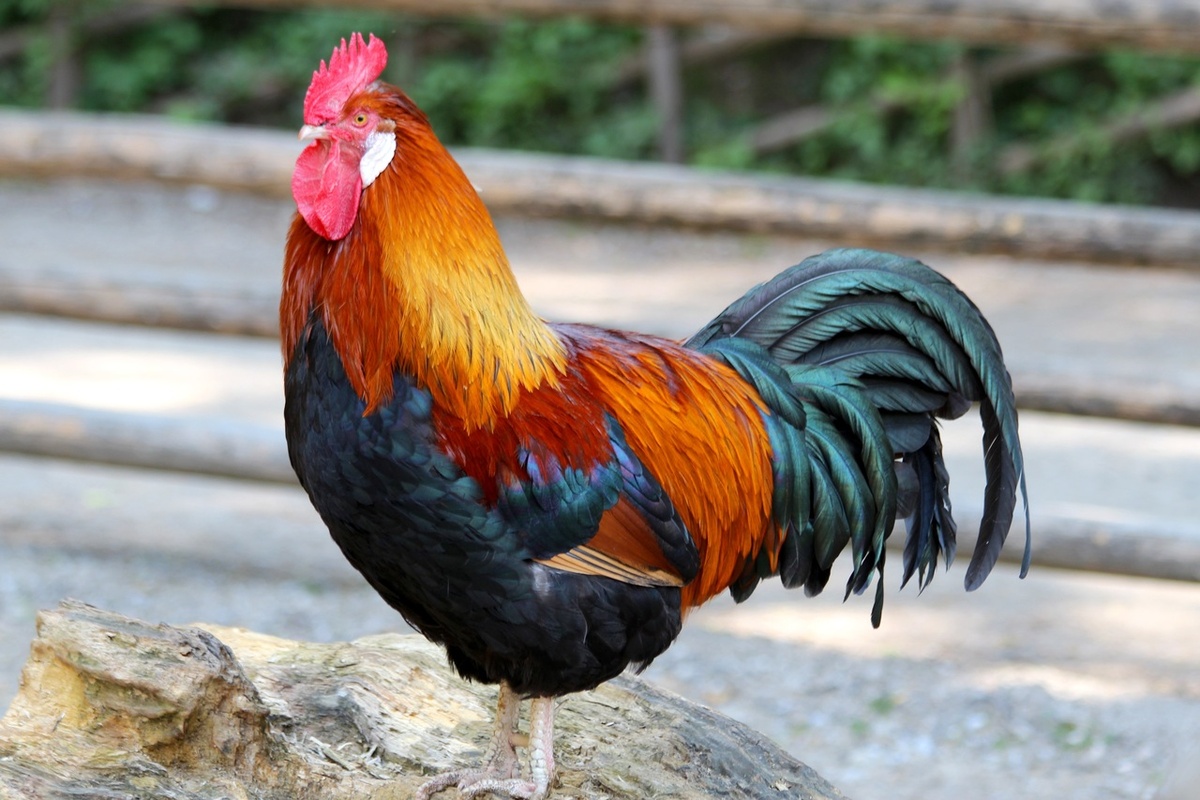   Фото: по лицензии CC0 Pxhere.com