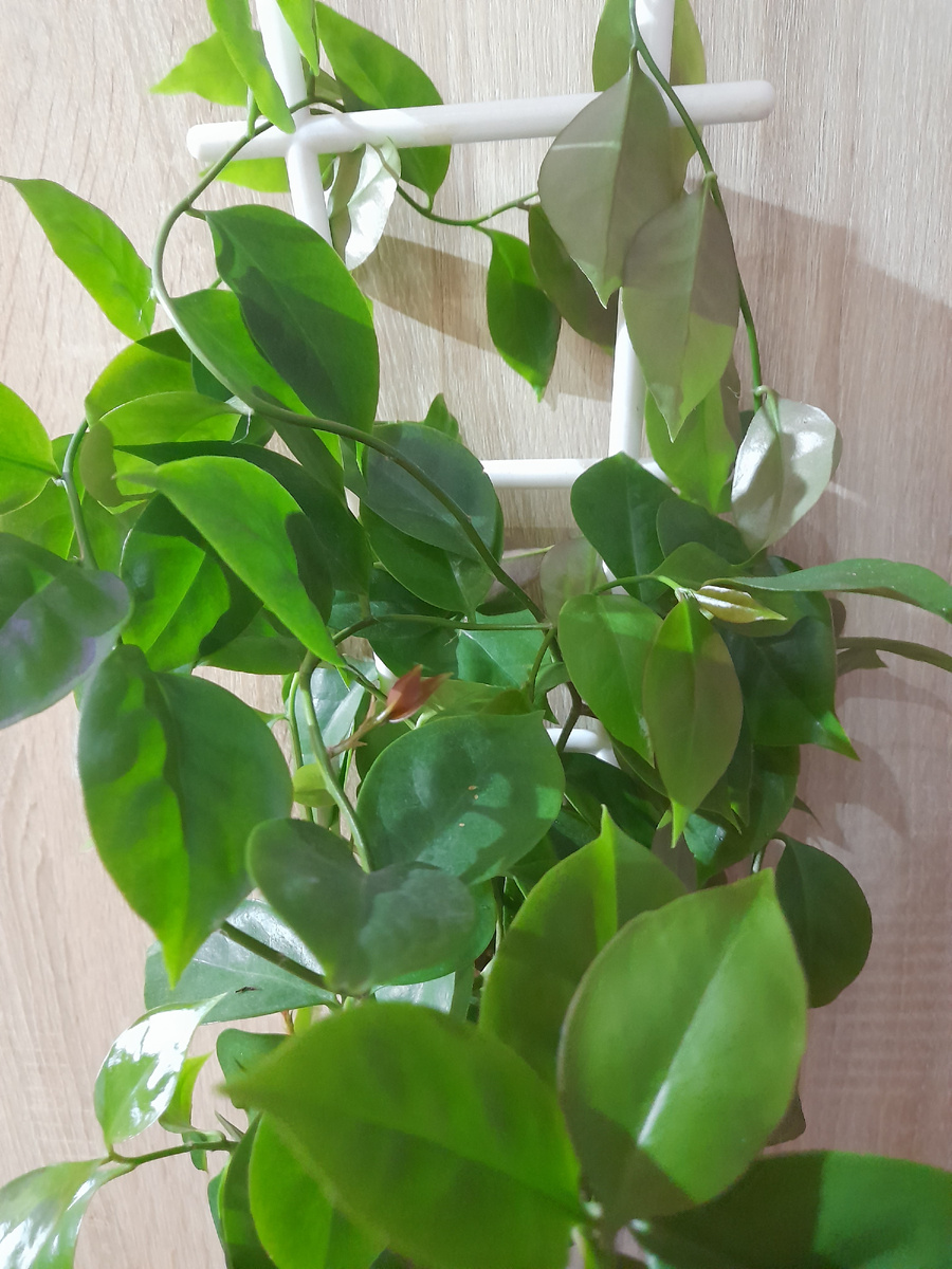 Вот такая она у меня сейчас.