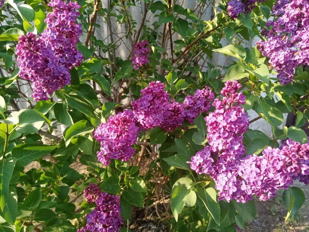   Фото: Н. Савина. Галина Ященко