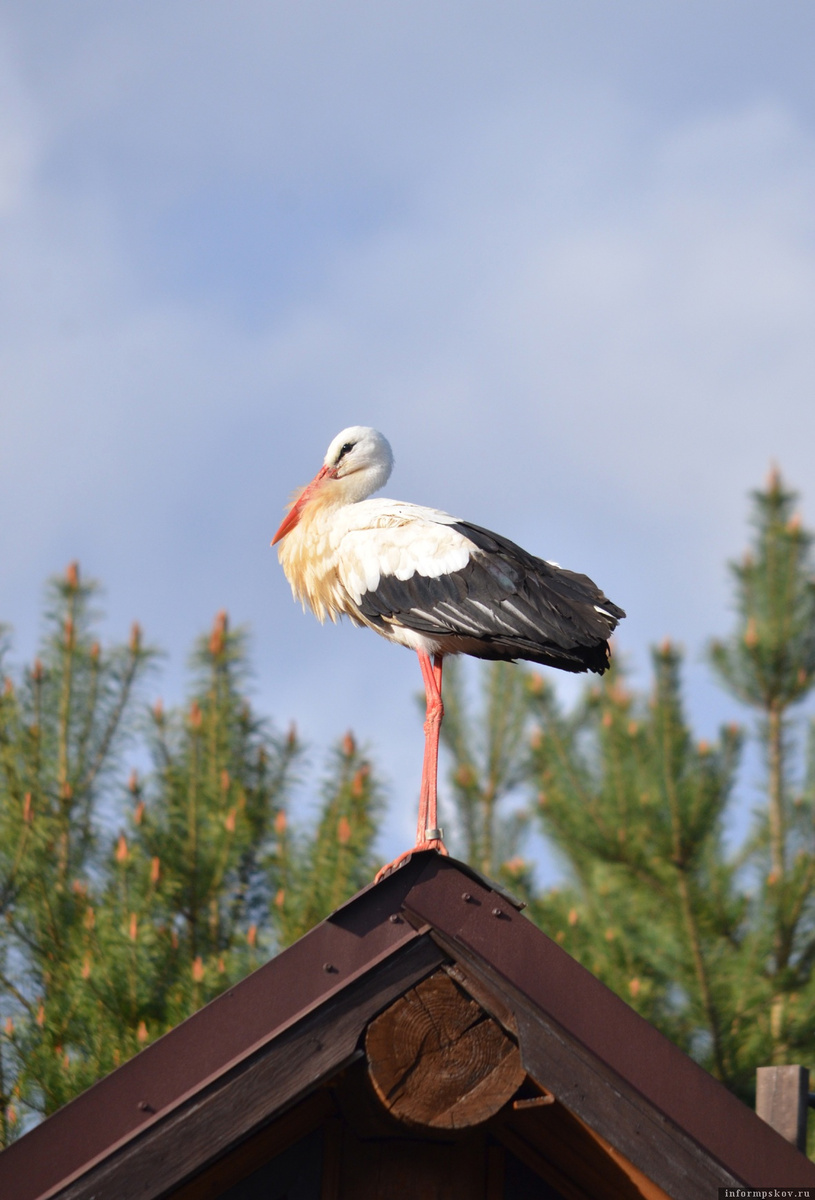Фото: «Дом белого аиста»