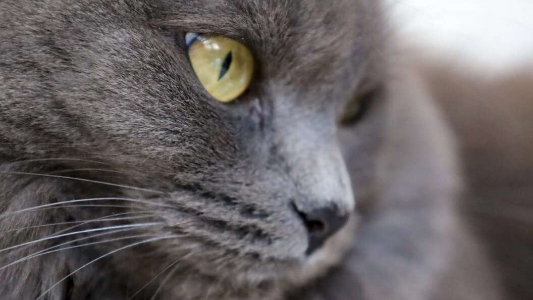    Elena Mayorova/Globallookpress