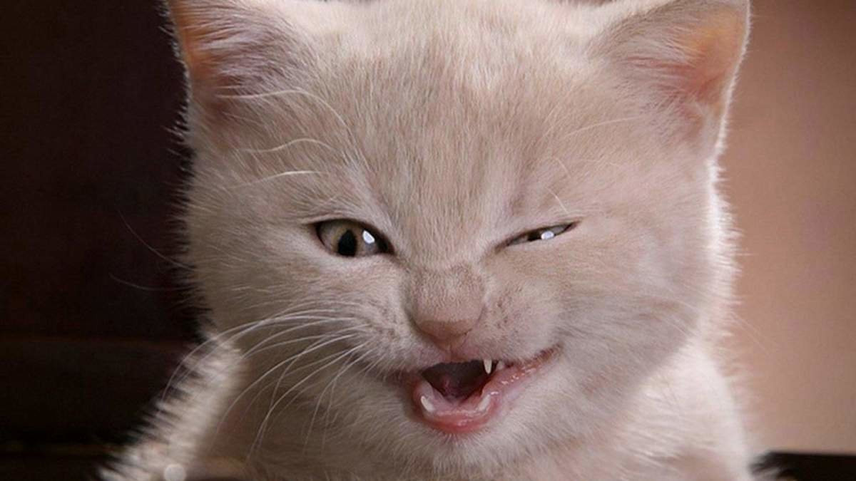 источник Яндекс-картинки