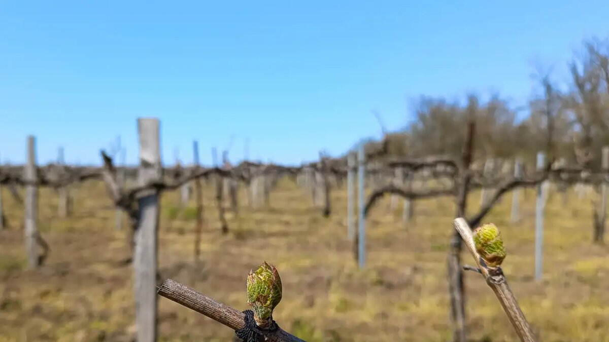    Почему прививки нужны даже винограду.