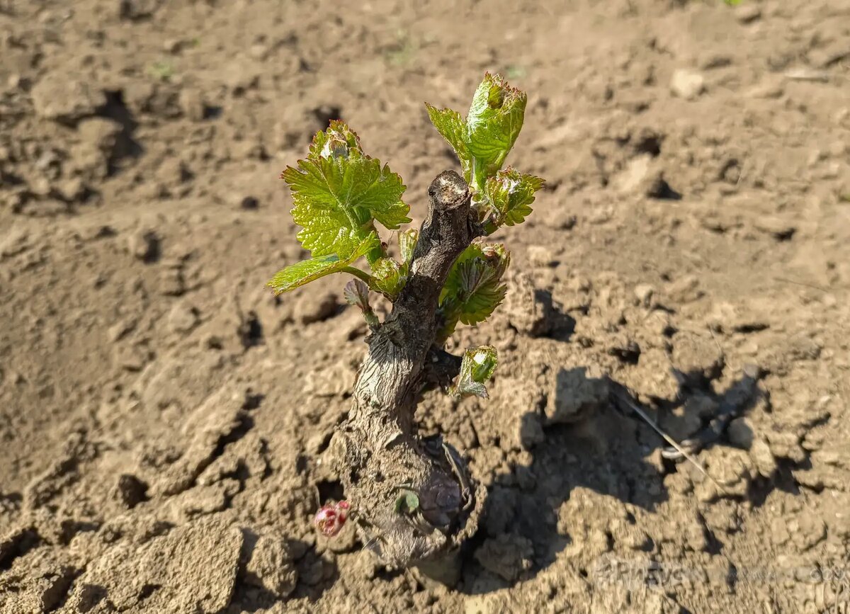 Почему прививки нужны даже винограду. © Ridus