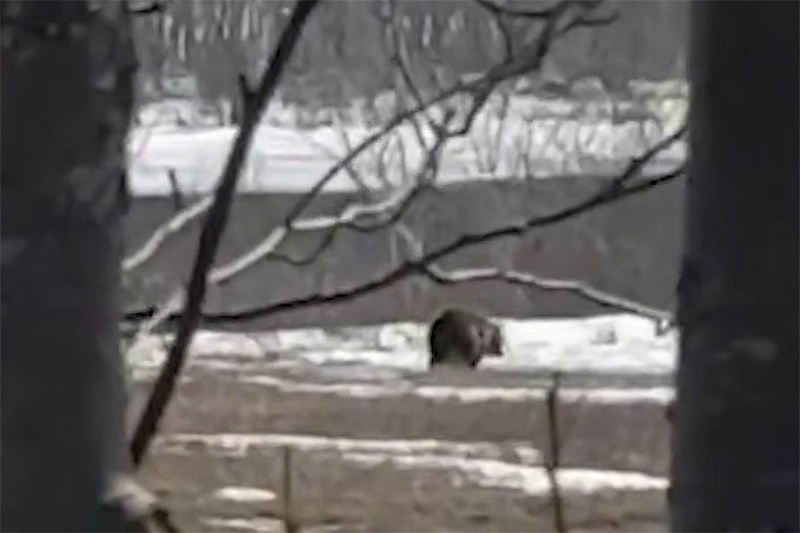 Фото: Медведь вблизи от окраин Петропавловска-Камчатского / скриншот с видео из соцсетей