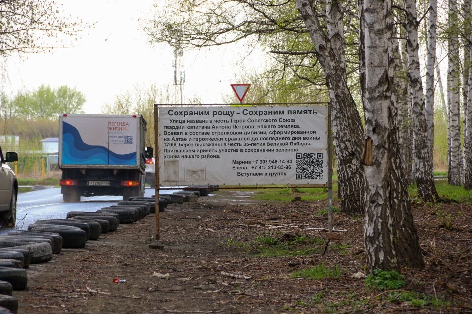    Березовая роща, высаженная в честь 35-летия Победы в ВОВ (район ул. Антона Петрова). Источник: Виталий Барабаш