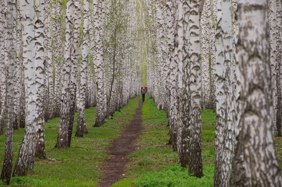    Березовая роща, высаженная в честь 35-летия Победы в ВОВ (район ул. Антона Петрова). Источник: Виталий Барабаш
