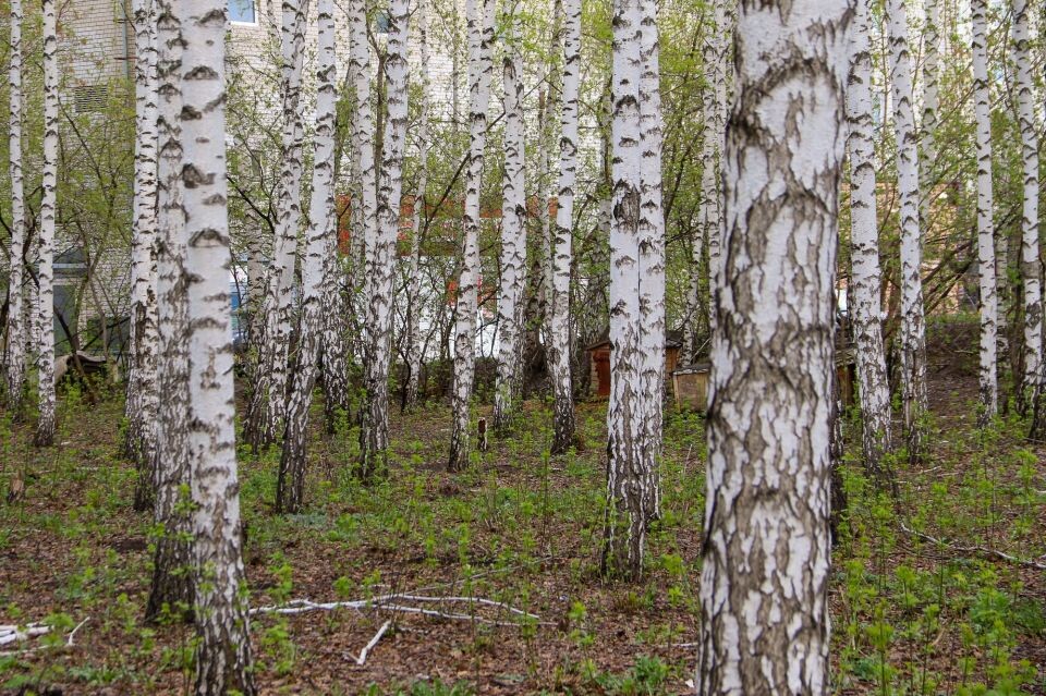     Березовая роща, высаженная в честь 35-летия Победы в ВОВ (район ул. Антона Петрова). Источник: Виталий Барабаш