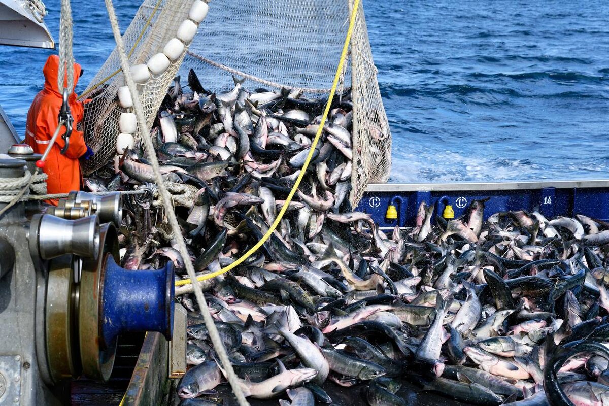 Фото: Росрыболовство