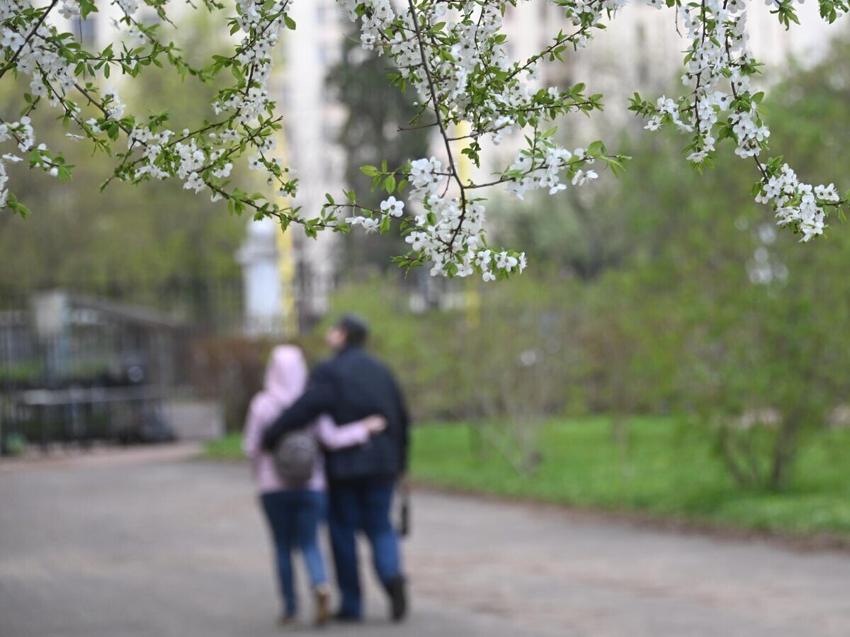    Цветущая вишня на Воробьевых горах в Москве© РИА Новости / Кирилл Каллиников