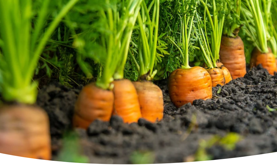 Посев моркови в мае: сроки, сорта и секреты крупных корнеплодов