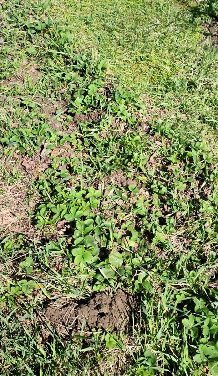 Да, это, что называется грядкой...