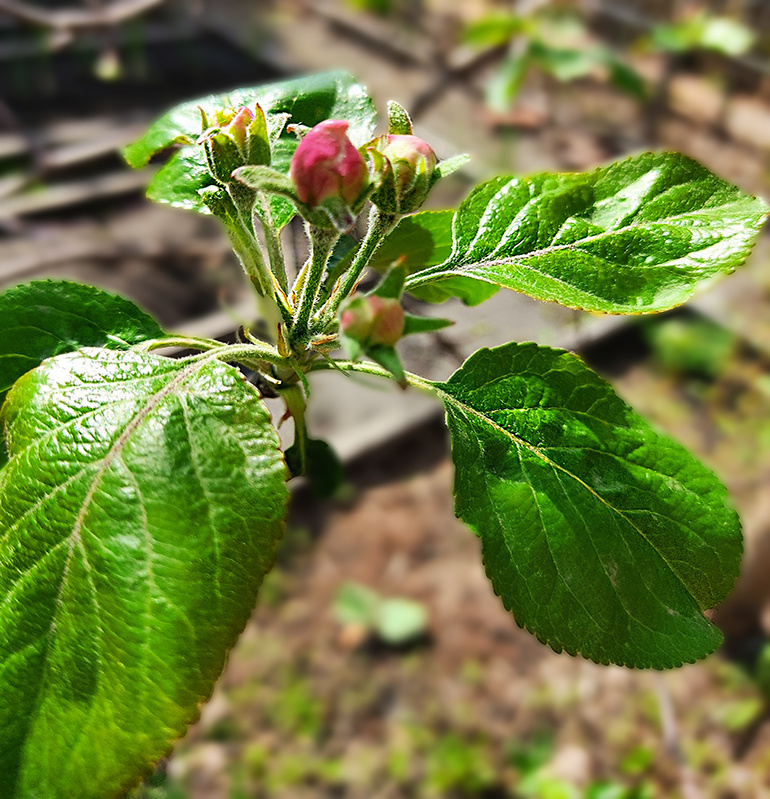 бутоны яблони