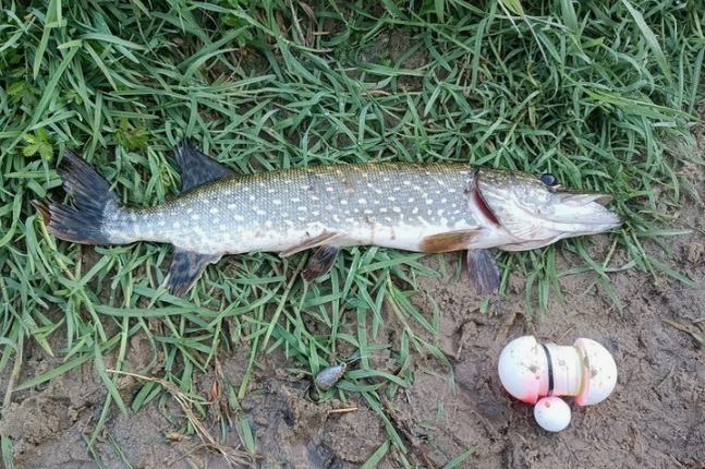Щука пойманная на живца в мае. Источник фото ohotniki.ru