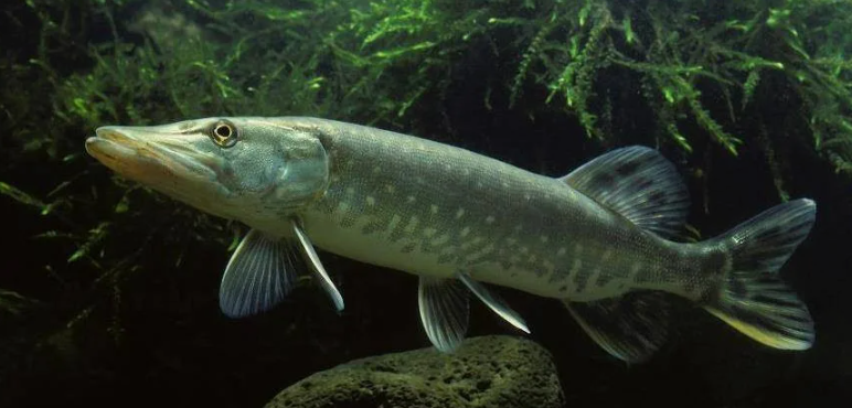 Рыба щука. Источник фото artdresearchlaboratories.fandom.com