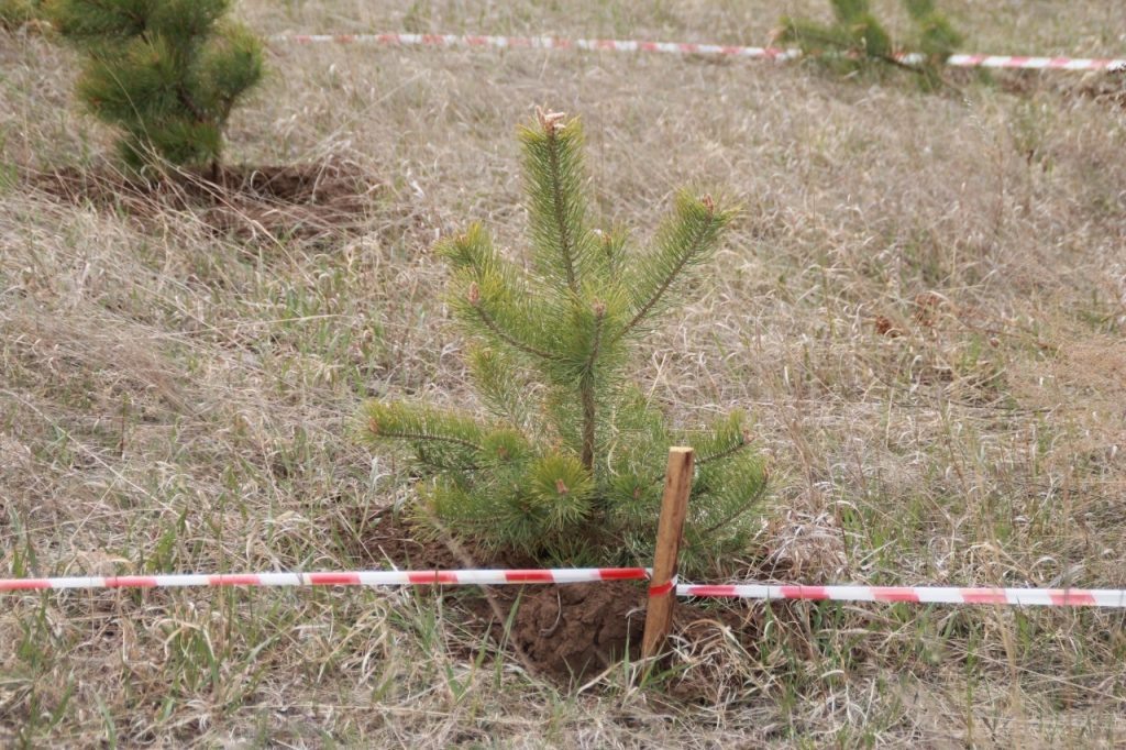    фото: Минприроды Хакасии Остап Мусаев