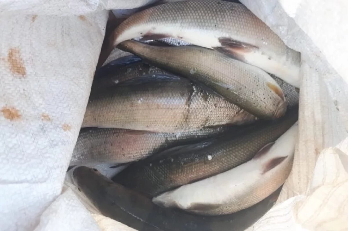    Иркутянин задержан за браконьерство в Прибайкальском нацпарке