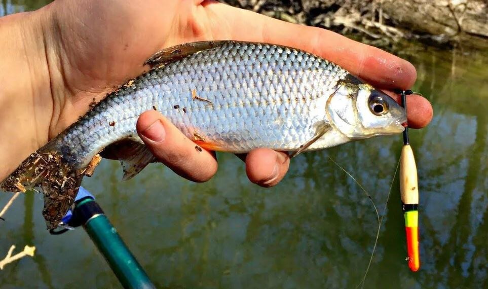Рыбалка на плотву: секреты успеха — правильная прикормка и приманки