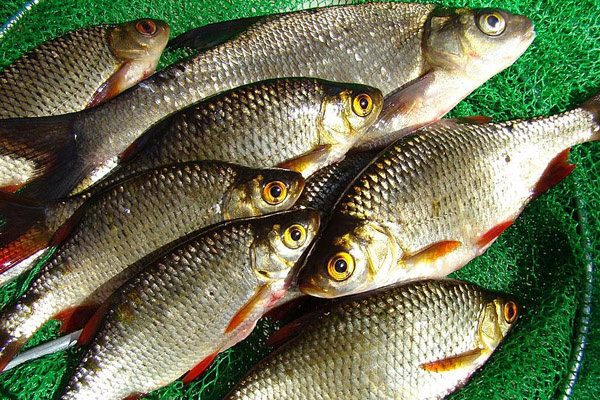 Рыбалка на плотву: секреты успеха — правильная прикормка и приманки