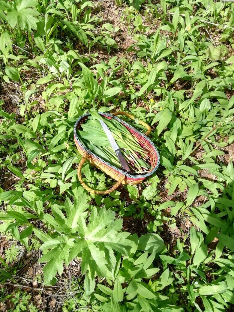 Поле с черемшой. Кузбасс