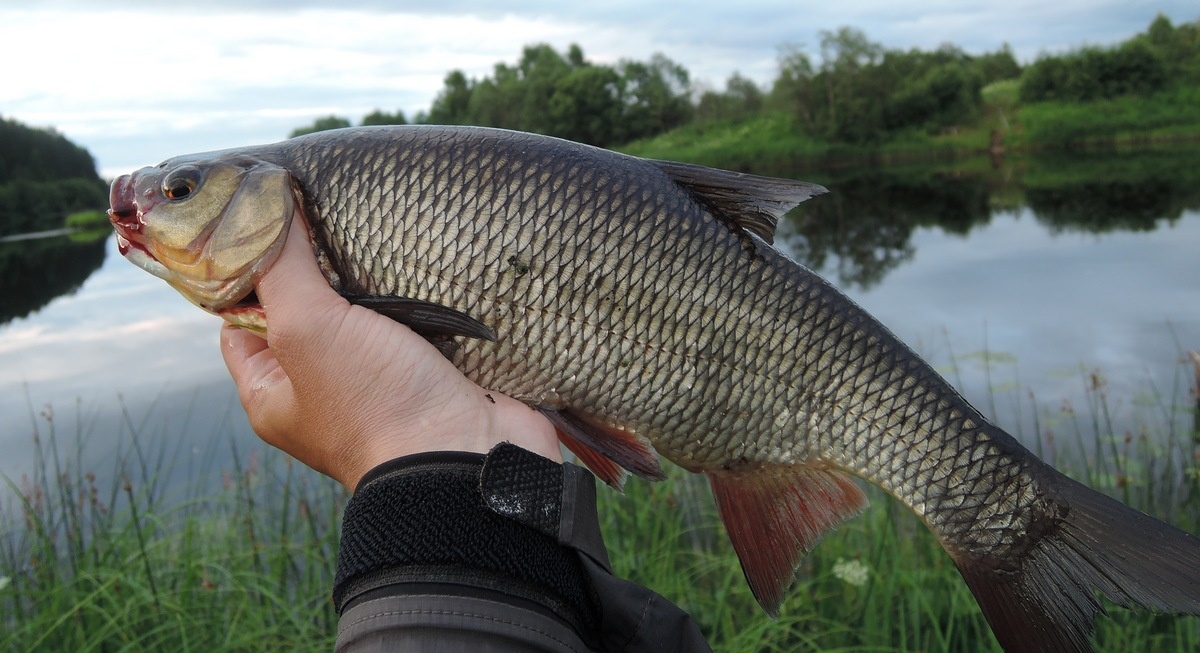 Рыбалка на язя: тайны успешной ловли — прикормка, приманки и секреты