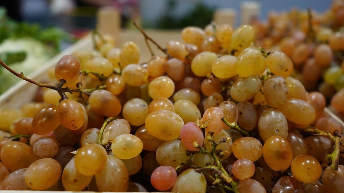    Фото: телеканал «Краснодар»