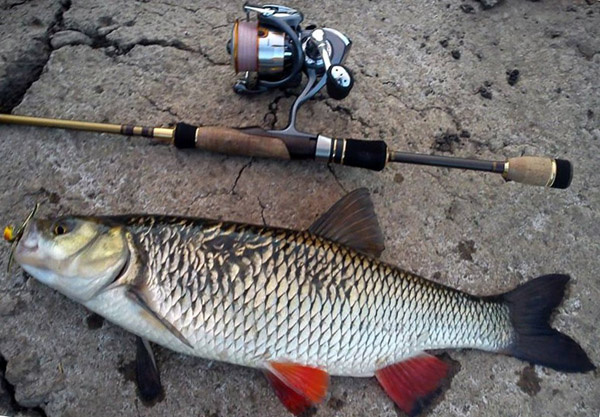 Ловля голавля: раскрываем все секреты — прикормка, приманки и техники