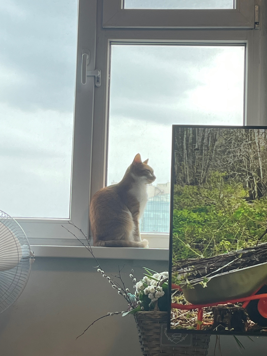 Это не Москва-сити, но тоже вид балдежный, на кошечку 