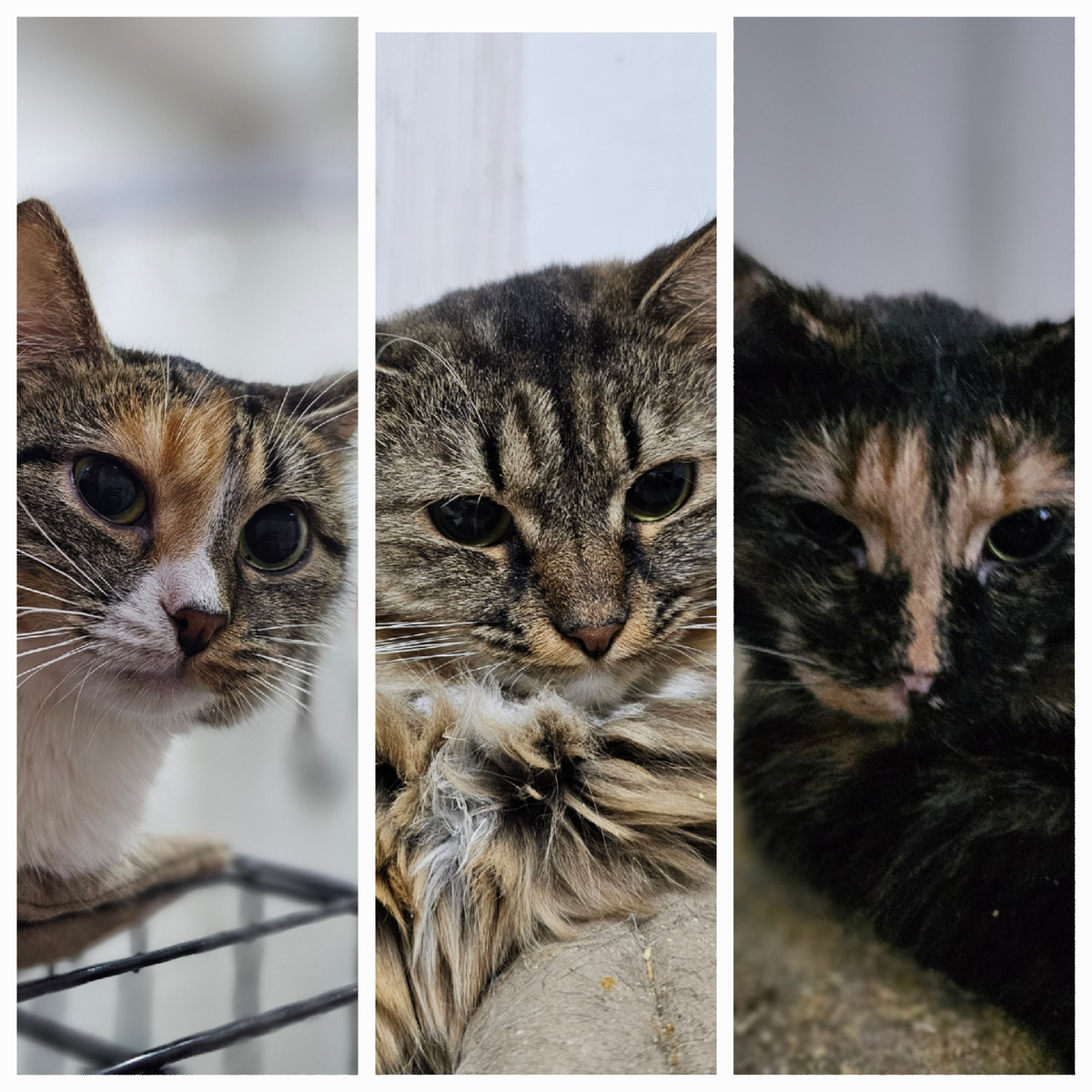 Все девочки. им очень нужно попасть к врачу