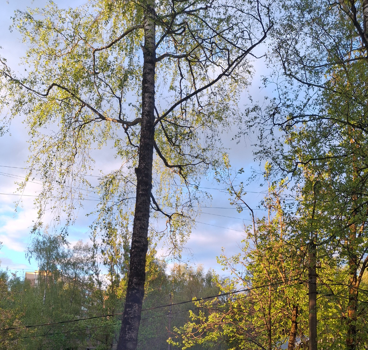 Фотография сделана автором статьи  : 6 мая  2025 года, вид из моего окна .