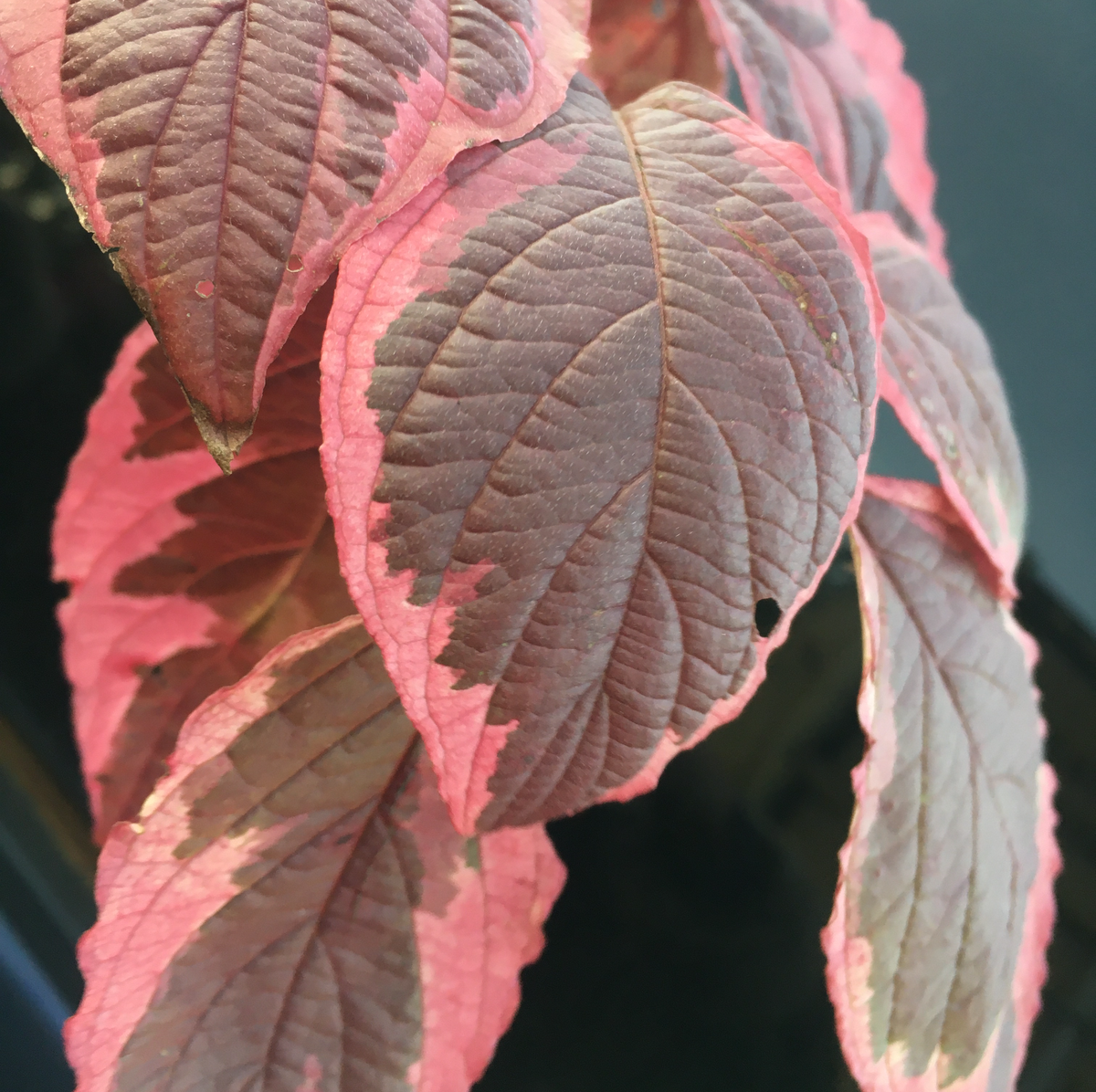 Фото: осенняя окраска листьев дерена