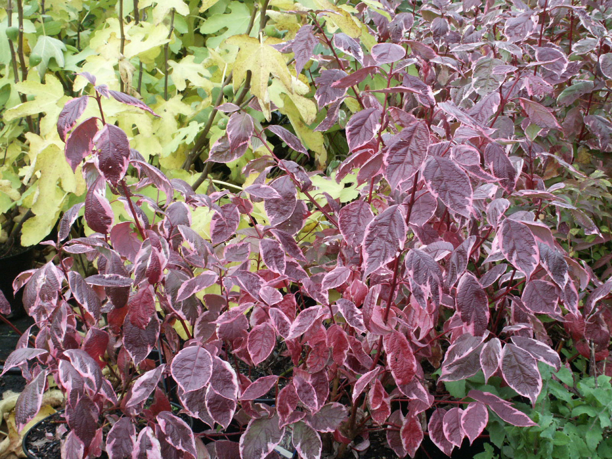 Фото: дерен осенью