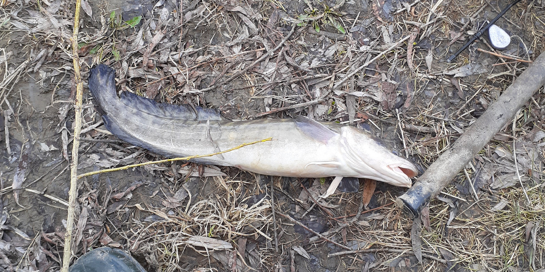 Налимье место