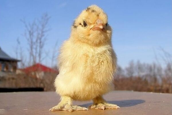 Крепкого здорового цыплёна видно по оперению