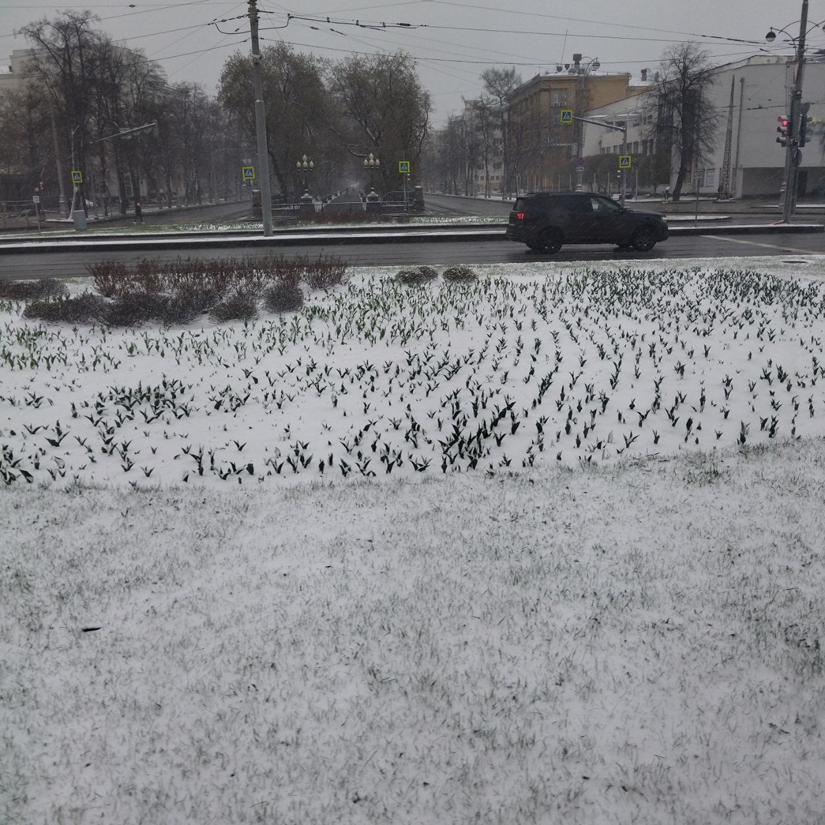 Неправильные тюльпаны ЕКБ