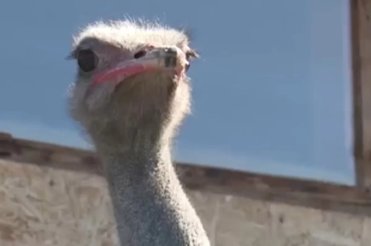    Страусы, кенгуру и олени обживают север Хабаровского края