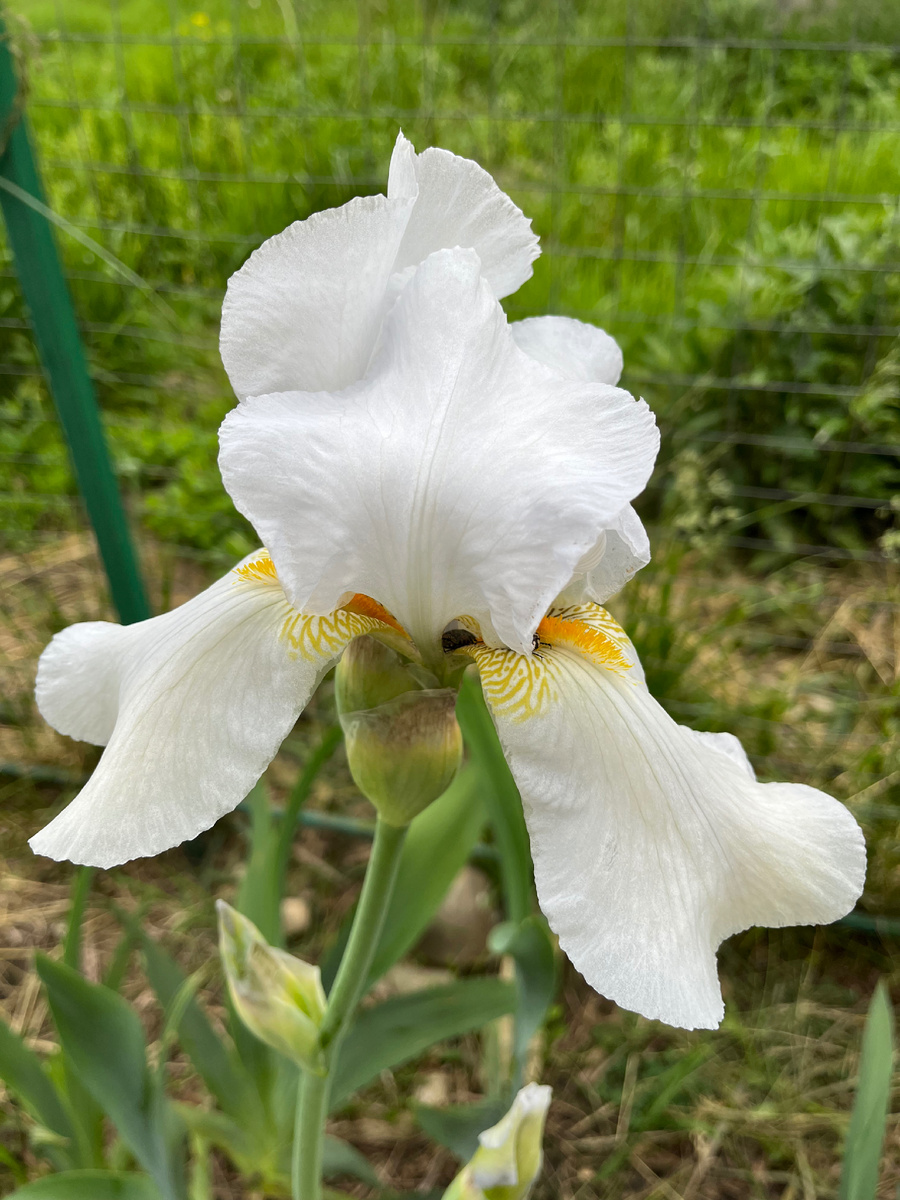 Белые ирисы