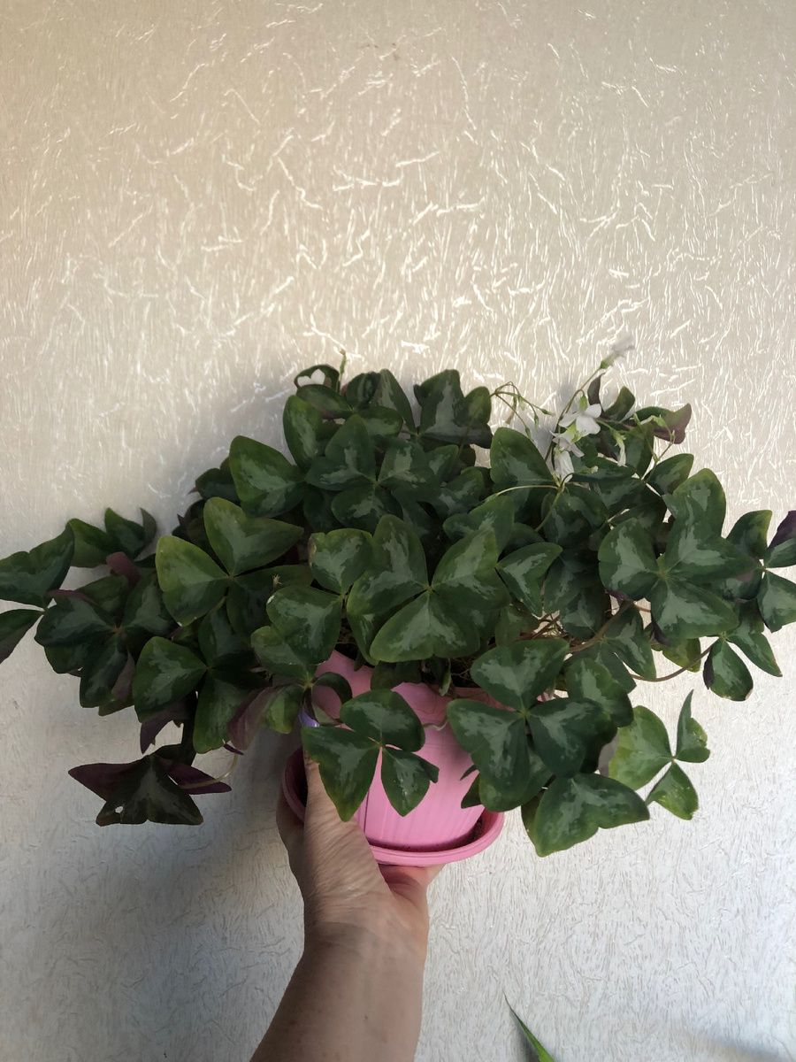 Оксалис Мармер