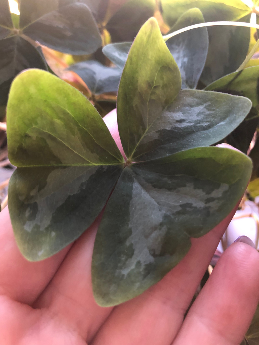 Лист снаружи 