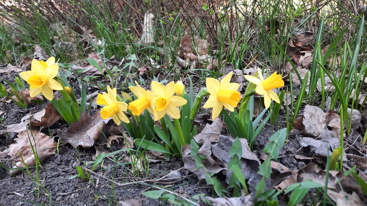 Фото автора. 18 апреля 2025 г.