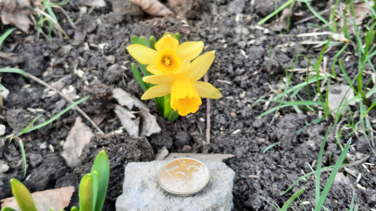 Фото автора. 15 апреля 2025 г.