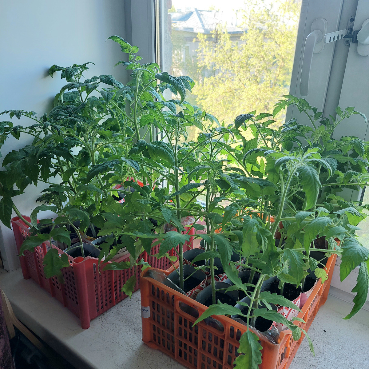 Рассада на подоконнике.