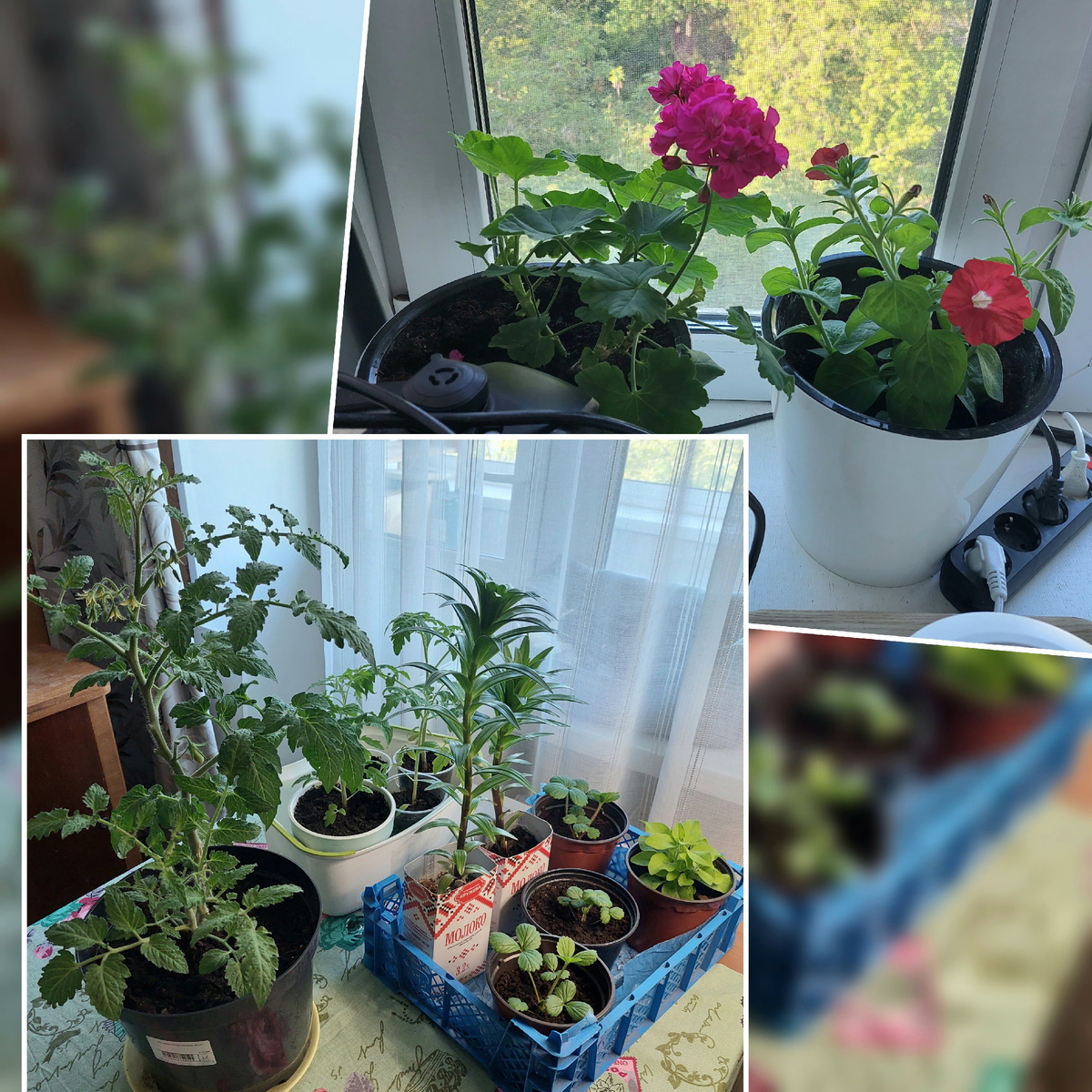 Мой огород.