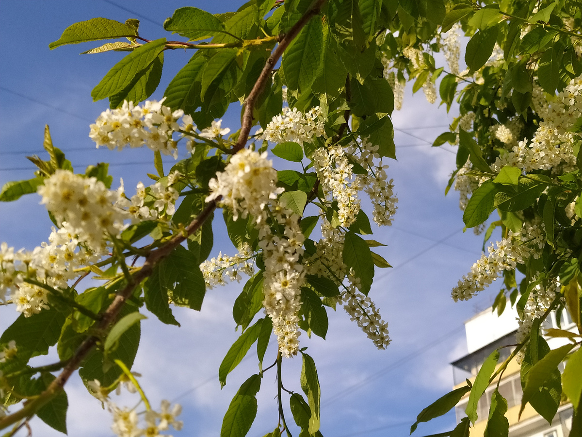 Фото автора. Цветет черемуха