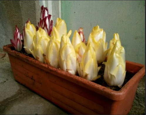 Салат Витлуф: посади летом, ешь зимой. Еще немного экзотики для ваших грядок