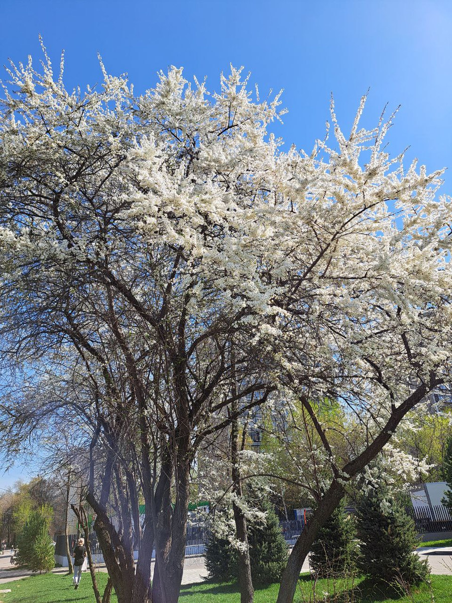 Цветущие деревья