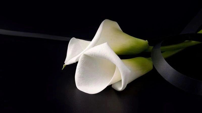    Фото: Marharyta M/Shutterstock/Fotodom