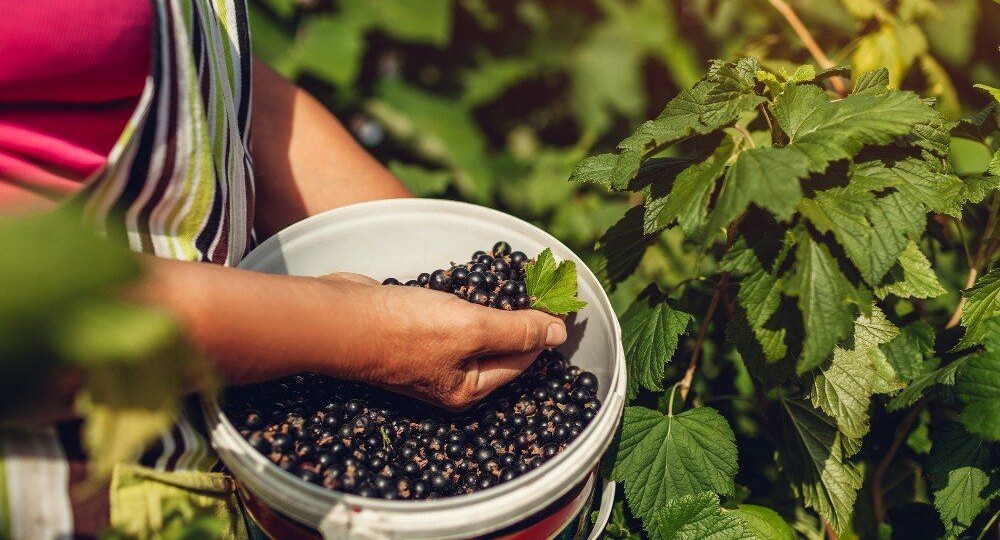 Будет сладкая как мёд: подкормка для смородины при наливе ягод