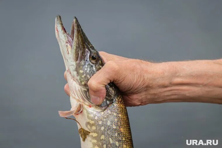 Щуку разрешено ловить в Подмосковье. Фото: Илья Московец © URA.RU