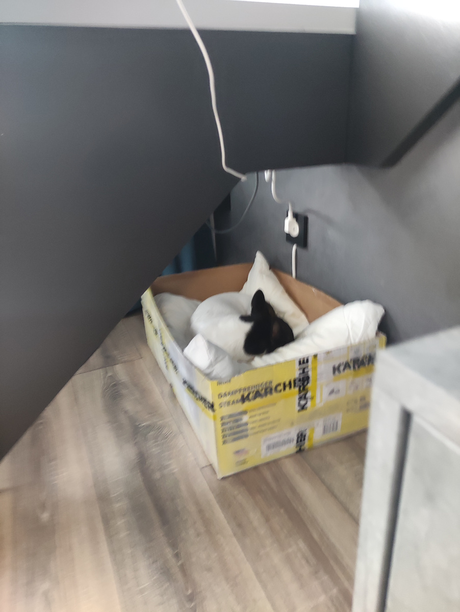 Боня на лежанке 